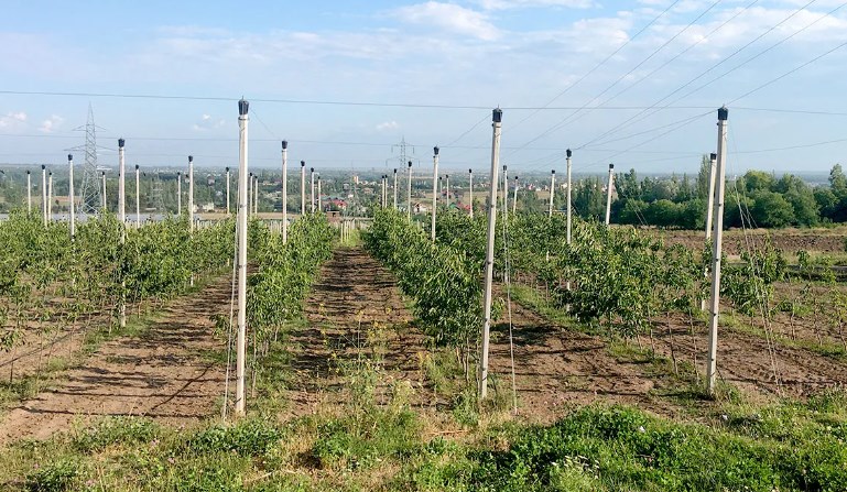 High Density Plantation scheme vigorously transforming horticulture landscape of JK